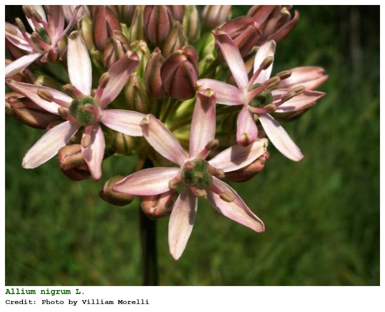 Allium nigrum L.